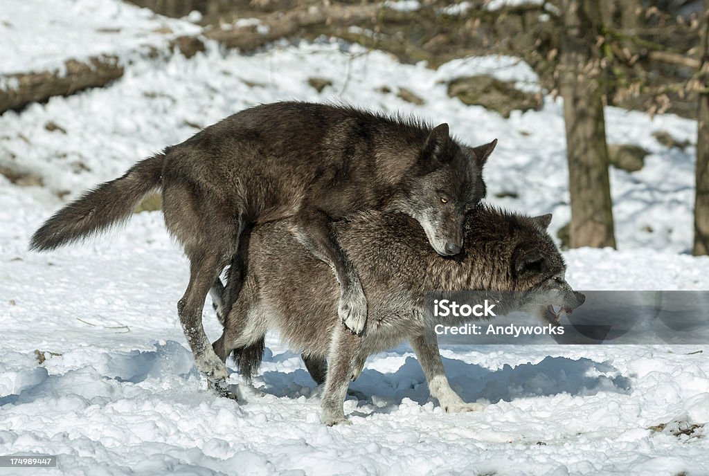 Canadian Timber Wolves Wintergames - Lizenzfrei Fotografie Stock-Foto