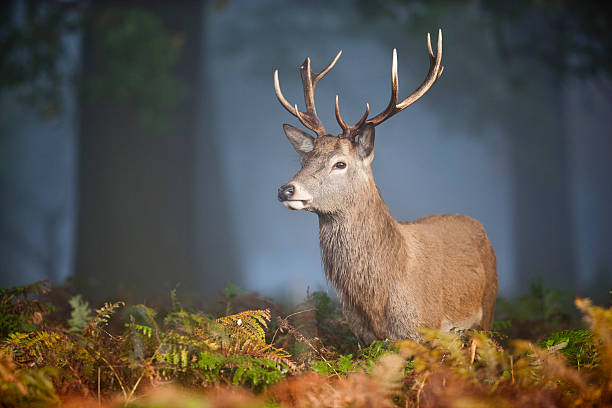 Deer stag stock photo