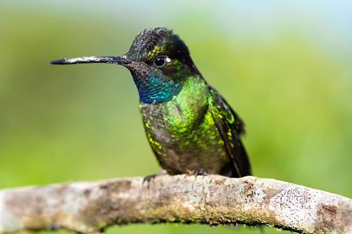 Adult Talamanca hummingbird resting on a branch. Photograph taken at Los Quetzales National Park, Costa Rica.