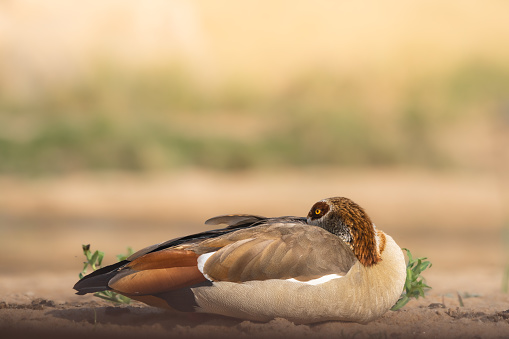 Eye-level with an Egyptian Goose resting sleeping with its head between the feathers, Kruger Park.