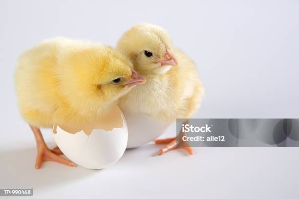 Due Neonati Pollo - Fotografie stock e altre immagini di Animale - Animale, Animale appena nato, Bellezza