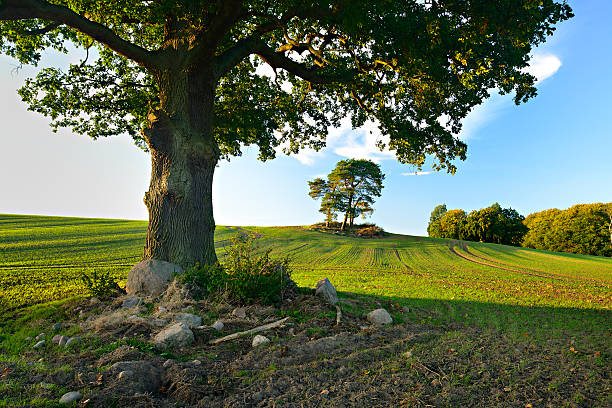 старинный дубовый дерево в поле пейзаж под голубое небо - branch solitary tree oak tree seed стоковые фото и изображения