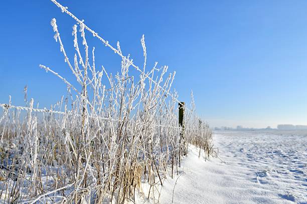 Fence in a snowy landscape Frost barb wire in a snowy landscape on a foggy winter morning. hook of holland stock pictures, royalty-free photos & images