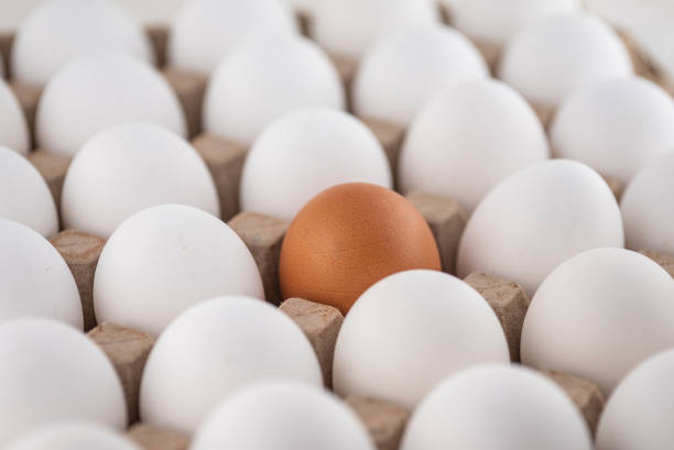 istock Egg box, stock photo, empty egg carton, close up of eggs. A brown egg among white egg 1749908724