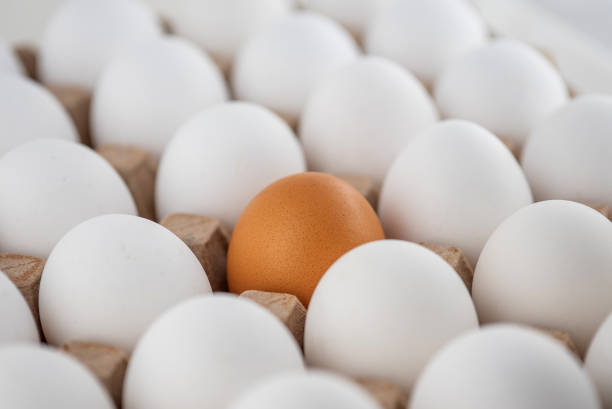 istock Egg box, stock photo, empty egg carton, close up of eggs. A brown egg among white egg 1749909269