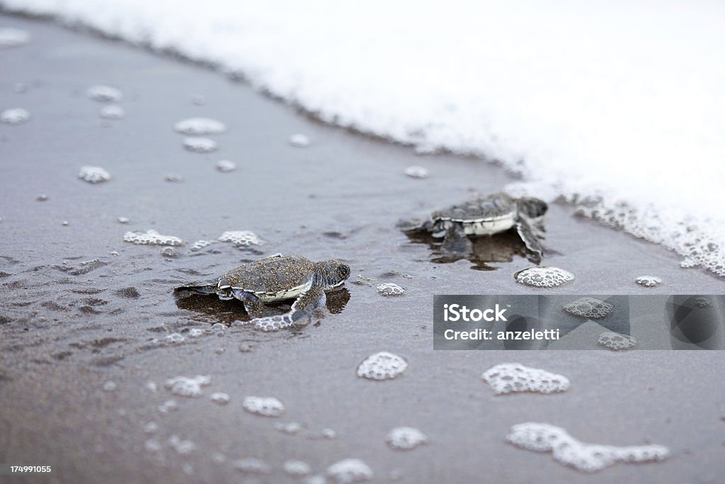 Two newly hatched turtles on their way into the ocean baby turtles at the beach of Tortuguero National ParkFIND MANY OTHER NATURE IMAGES IN: Tortuguero National Park Stock Photo