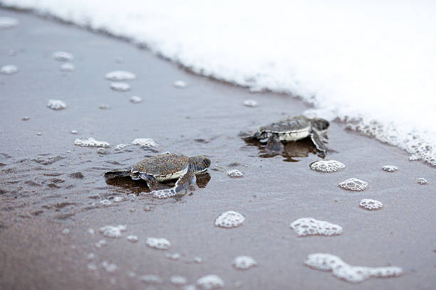 Two newly hatched turtles on their way into the ocean baby turtles at the beach of Tortuguero National ParkFIND MANY OTHER NATURE IMAGES IN: tortuguero national park photos stock pictures, royalty-free photos & images