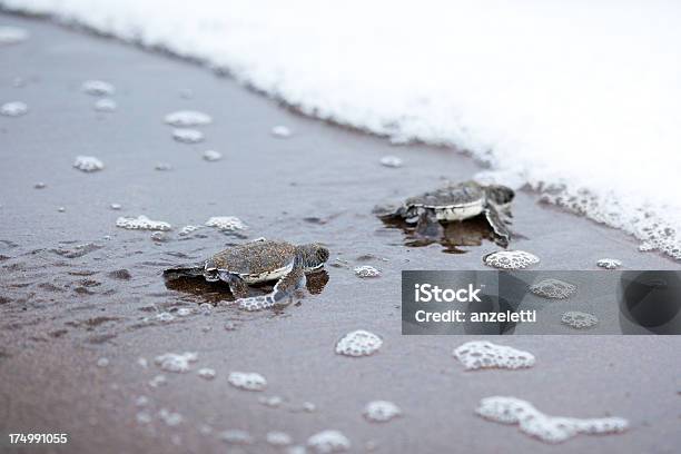 Two Newly Hatched Turtles On Their Way Into The Ocean Stock Photo - Download Image Now