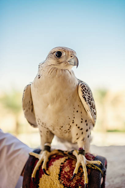 A trained falcon used for hunting in the Middle East. Shallow depth of field.
