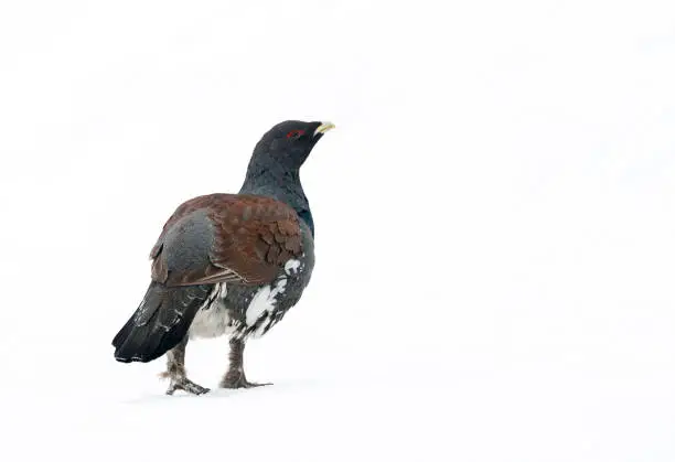 Male Western Capercaillie (Tetrao urogallus) during a cold winter in Northern Finland. Walking away, looking alert over his shoulder. Seen on the back, showing rump and tail.