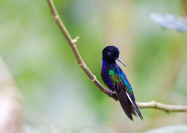 istock Velvet-purple Coronet, Boissonneaua jardini 1749914124
