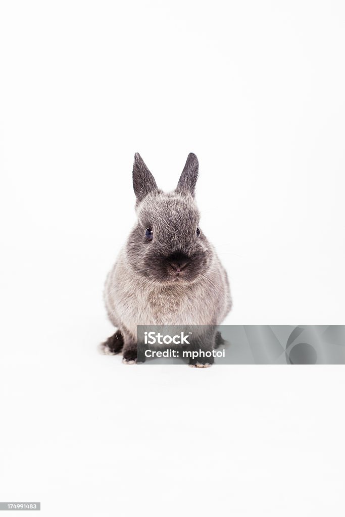 Piccolo coniglietto - Foto stock royalty-free di Bianco