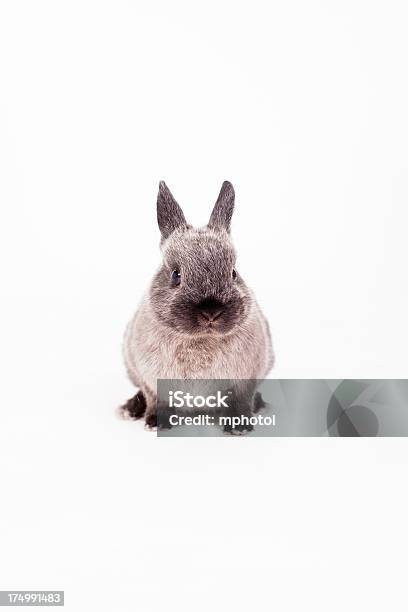 Piccolo Coniglietto - Fotografie stock e altre immagini di Bianco - Bianco, Animale, Animale da compagnia