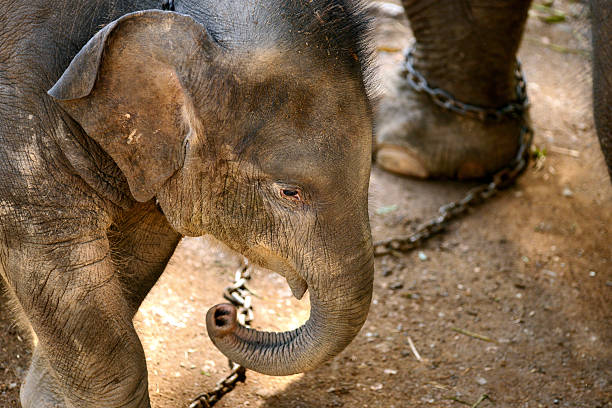 baby elephant and mothers leg - animals in captivity stok fotoğraflar ve resimler