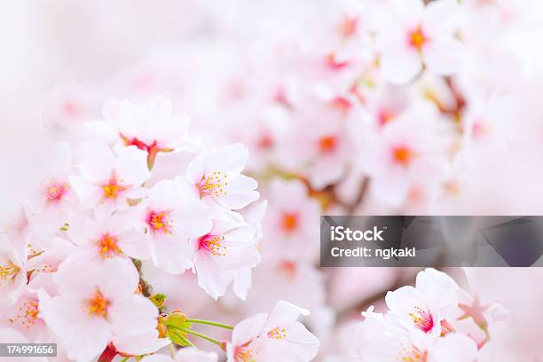 Sakura Stockfoto und mehr Bilder von Ast - Pflanzenbestandteil - Ast - Pflanzenbestandteil, Baumblüte, Blume