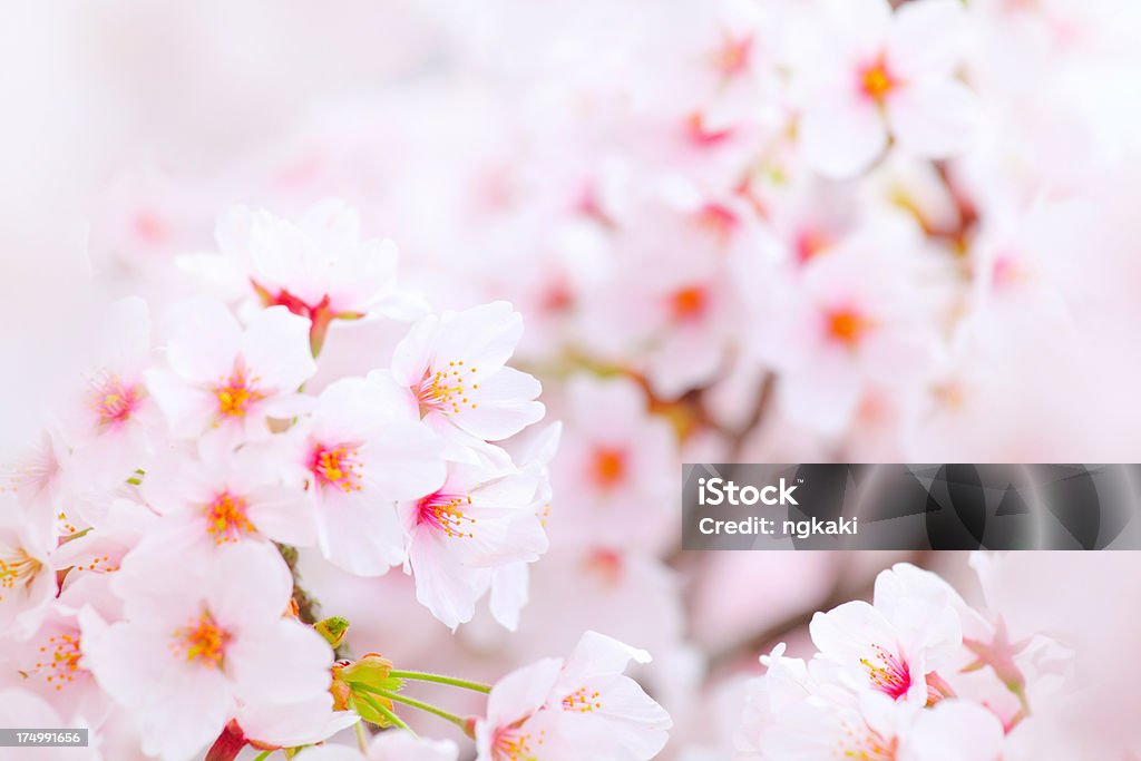 Sakura - Photo de Arbre en fleurs libre de droits