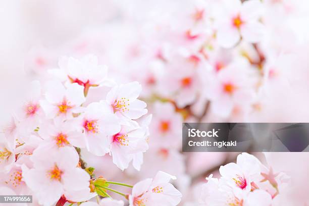 Foto de Sakura e mais fotos de stock de Beleza natural - Natureza - Beleza natural - Natureza, Botão - Estágio de flora, Colorido Pastel