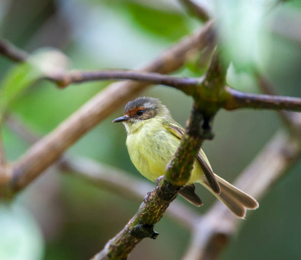 istock Cinnamon-faced Tyrannulet, Phylloscartes parkeri 1749917492