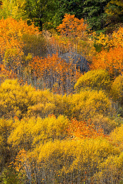jesień kolor tumwater canyon - vertical photography color image tumwater canyon zdjęcia i obrazy z banku zdjęć