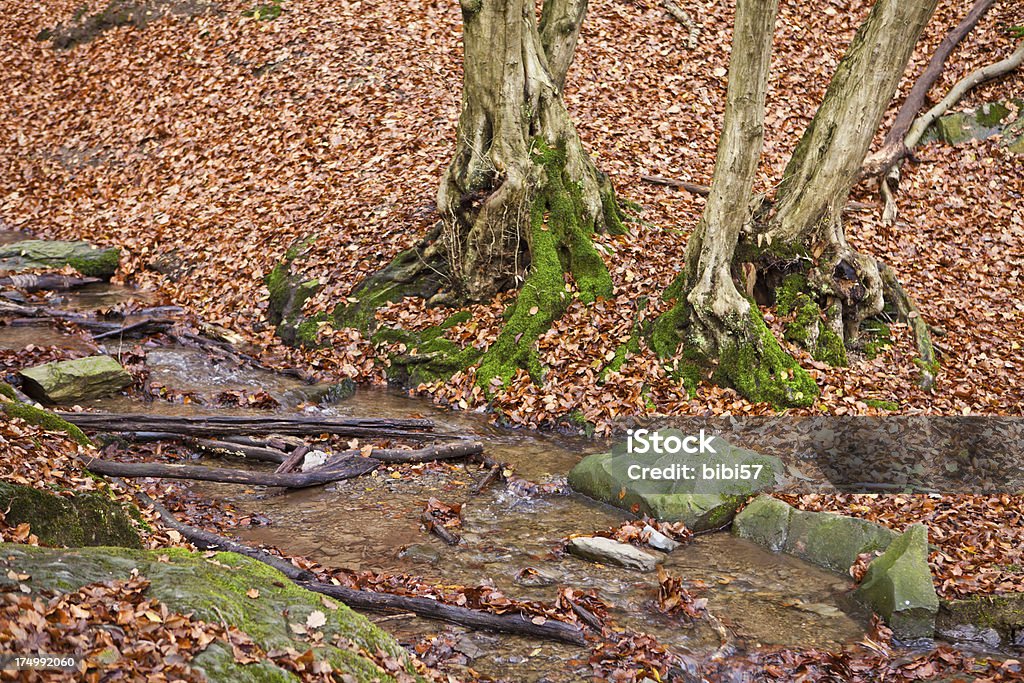 Piccolo Torrente Foresta in autunno - Foto stock royalty-free di Acqua