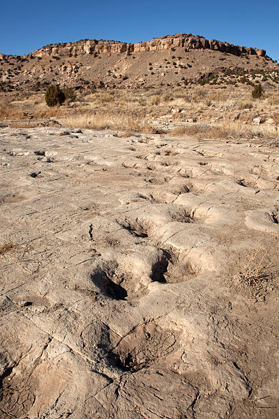 istock Jurassic Apatosaurus sauropod dinosaur tracksite Colorado 174992319