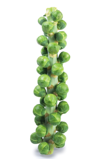 Whole stem of brussels sprouts isolated on white.