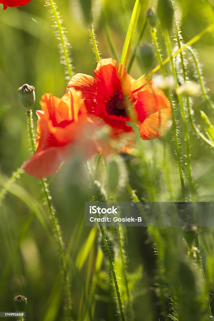 poppies - Foto de stock de Beleza natural - Natureza royalty-free