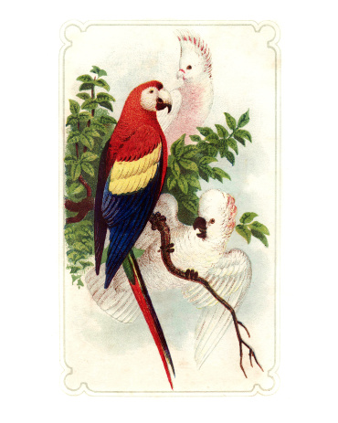 Parrots - Victorian Coloured Engraving