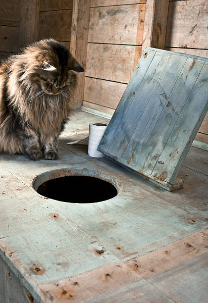 chat maine coon dans des toilettes extérieures de toilettes. - mahone bay photos et images de collection