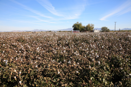 Landscape of cotton crop in October.  Near Blythe California.