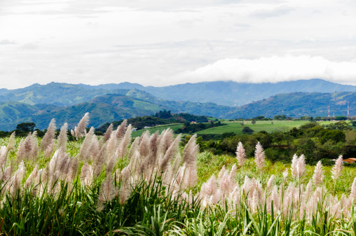 Sugar cane plantation with flowering sugar cane in the foreground and scenic mountains in the background in Costa Rica.