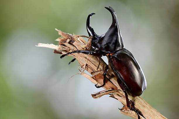 despedida o escarabajo rinoceronte en madera - rhinoceros beetles fotografías e imágenes de stock