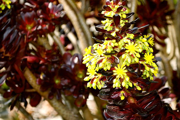 aeonium arboreum en flor - soboliferum fotografías e imágenes de stock