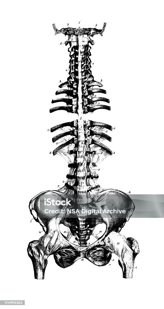 Spina dorsale umana e della pelvi/Antique Medical Scientific illustrazione grafici - Illustrazione stock royalty-free di Anatomia umana
