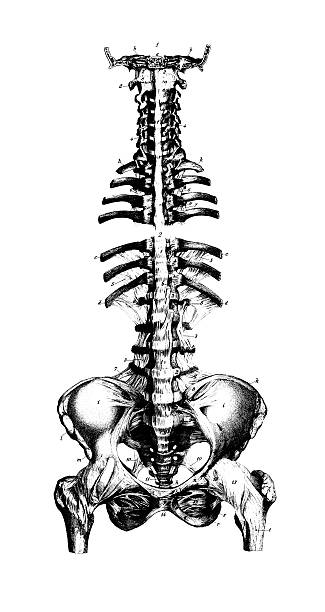 휴머니즘 척추 및 골반/앤틱형 디스트리토 과학적이다 일러스트 차트 - coccyx image high contrast close up stock illustrations