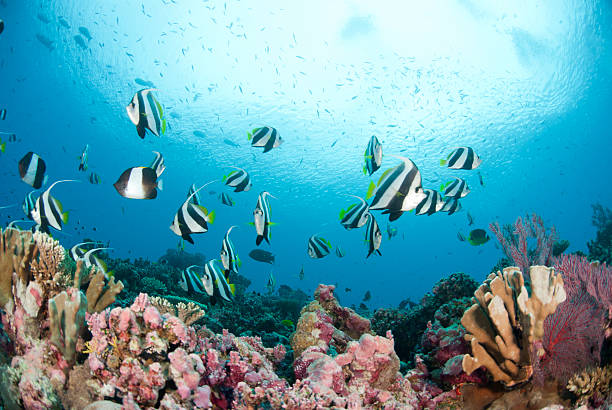 bannerfish over coral reef - 蝴蝶魚 個照片及圖片檔