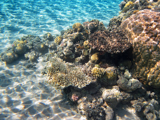 コーラルリーフ - red sea taba sand reef ストックフォトと画像