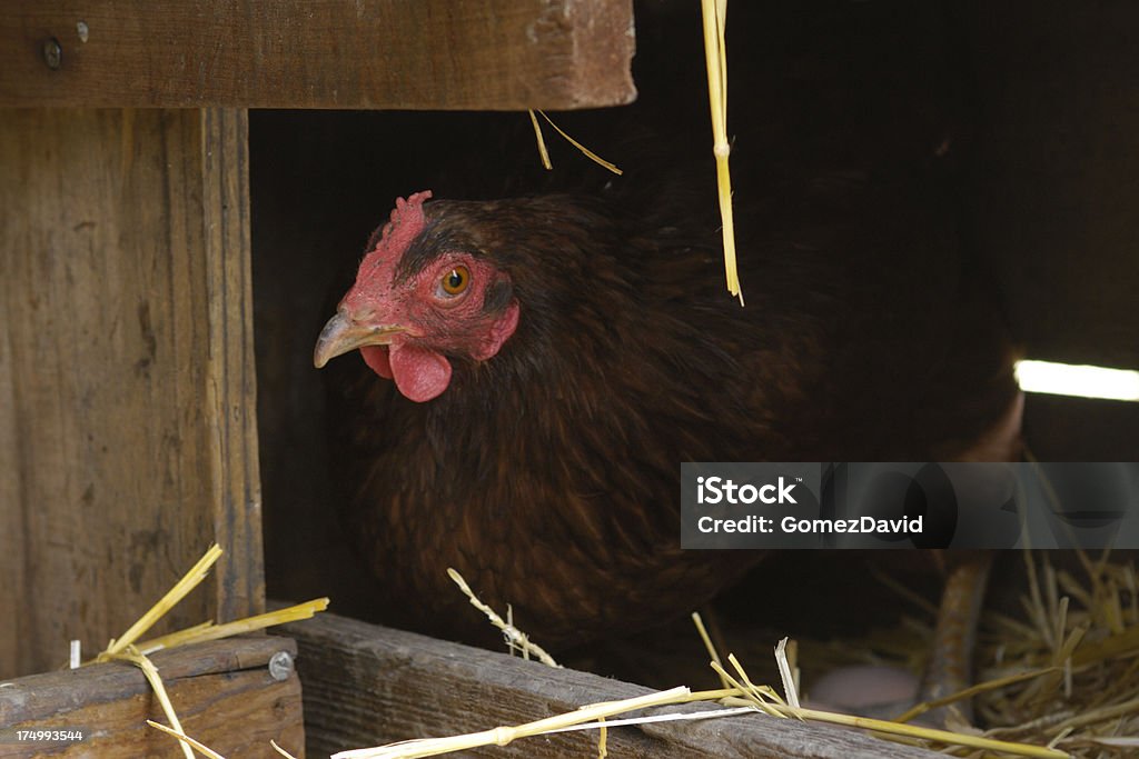 Lone Rhode Island rojo gallina sentado en el nido de - Foto de stock de Aire libre libre de derechos