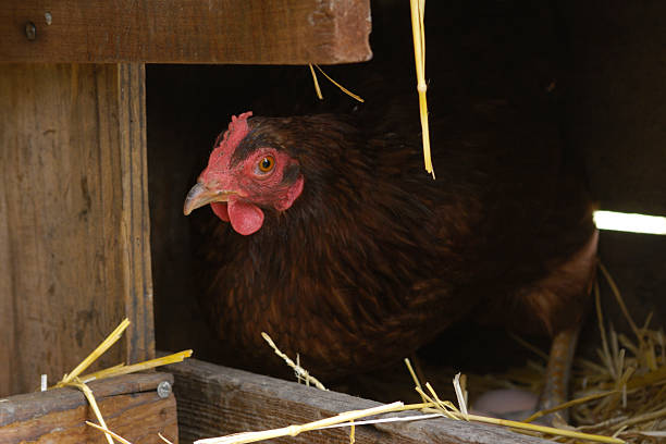 istock Lone Rhode Island Red Hen Sitting On Nest 174993544