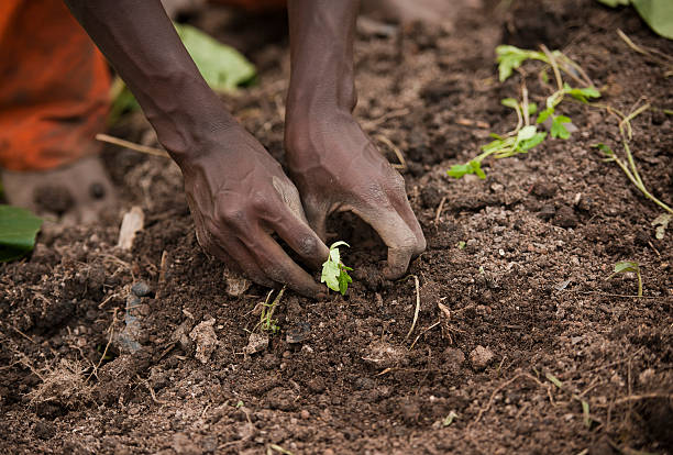 istock African man is planting tomatos 174993667