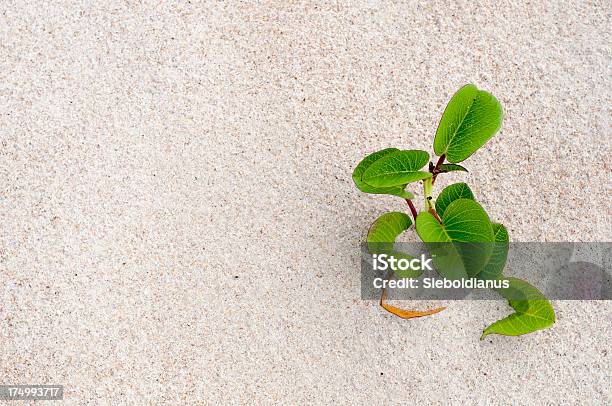 Beach Background With Green Plant Stock Photo - Download Image Now - Backgrounds, Beach, Close-up