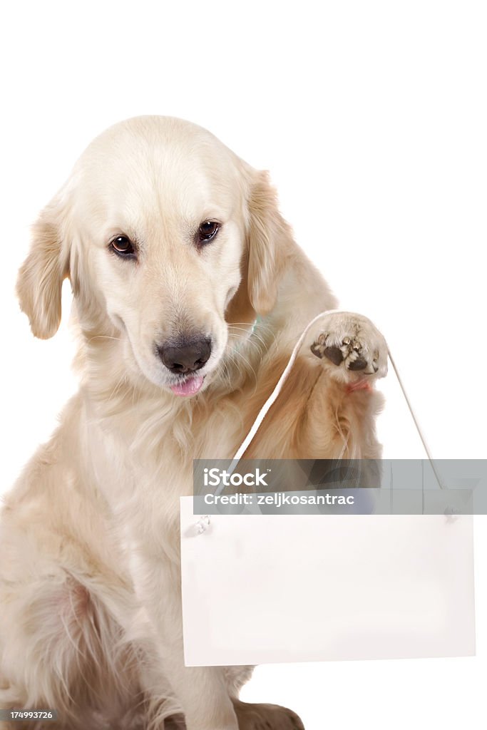 Messaggio del cane - Foto stock royalty-free di Segnale