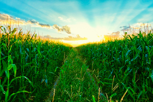 Photo of a corn field at sunset with truck path cutting through the center.