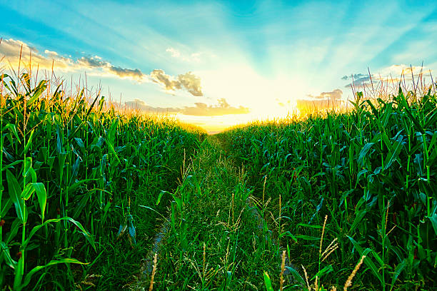 Corn Field at Sunset Photo of a corn field at sunset with truck path cutting through the center. iowa stock pictures, royalty-free photos & images