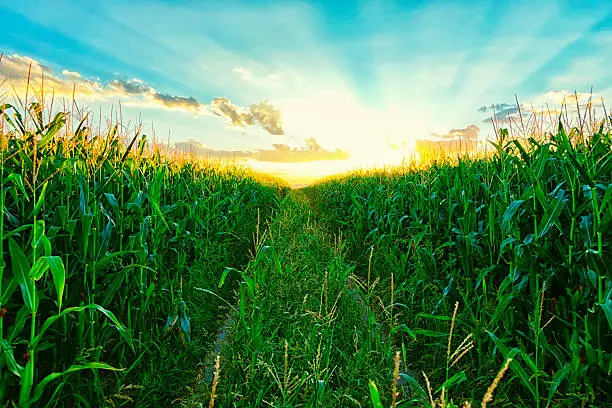 Photo of a corn field at sunset with truck path cutting through the center.
