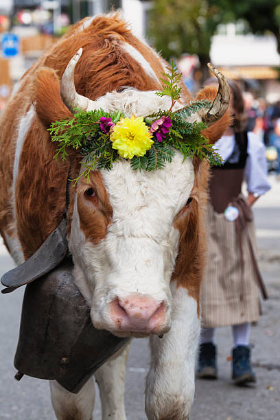 istock Simmental Cow looks into the camera 174994004