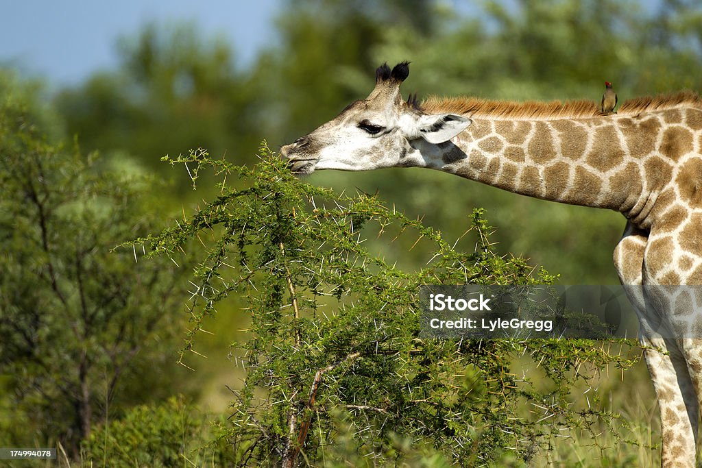 Des girafes - Photo de Animal femelle libre de droits