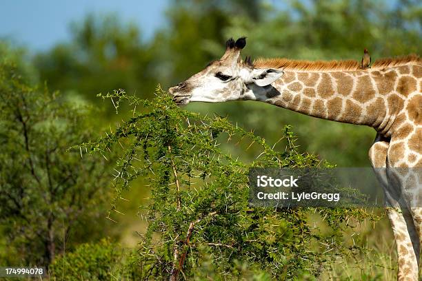 Girafa Alimentação - Fotografias de stock e mais imagens de Alto - Descrição Física - Alto - Descrição Física, Animal, Animal de Safari