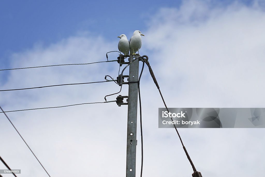 Due uccelli su un palo - Foto stock royalty-free di Animale