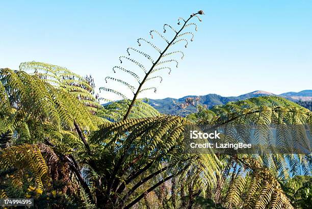 Новая Зеландия Punga Листьев Папоротника — стоковые фотографии и другие картинки Plant Type - Plant Type, Аборигенная культура, Атрибут растения